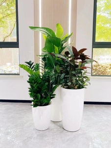 宁波北仑植物出租哪家好？快来一探究竟！